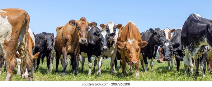 Pack cows, front row, a panoramic wide view, a pack black white and red, herd in a field 