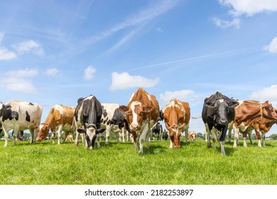 Pack cows grazing and walking towards the camera in a row, a wide view, a pack black white and red, herd in a green field