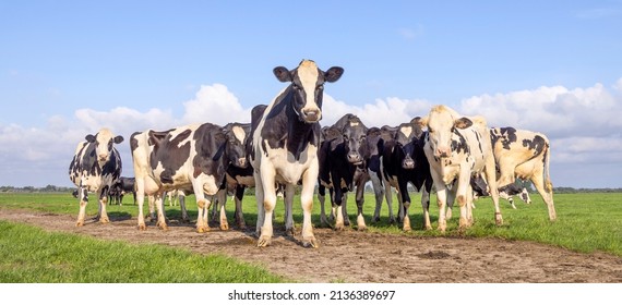 Pack cows, one cow in front row, a black and white herd, group together in a field, happy and joyful and a blue sky, a panoramic wide view - Shutterstock ID 2136389697