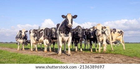 Pack cows, one cow in front row, a black and white herd, group together in a field, happy and joyful and a blue sky, a panoramic wide view