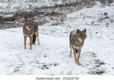 Pack Coyotes Winter Stock Photo 231622714 | Shutterstock