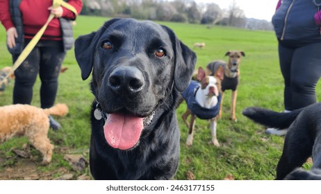 A pack of cute and happy dog friends of various breed, age and size are hanging out together in a green park on a sunny day enjoying their group dog walk - dog walking, pet sitting, dog day care - Powered by Shutterstock