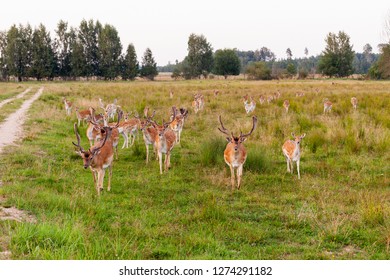 a pack of deer's 