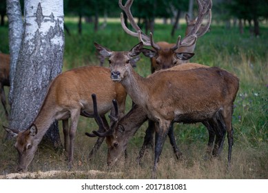 Pack Of Deers Eating And Looking Up At Me While I Was Taking A Picture