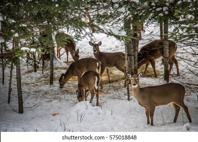 9,870 Deer eating from tree Images, Stock Photos & Vectors | Shutterstock