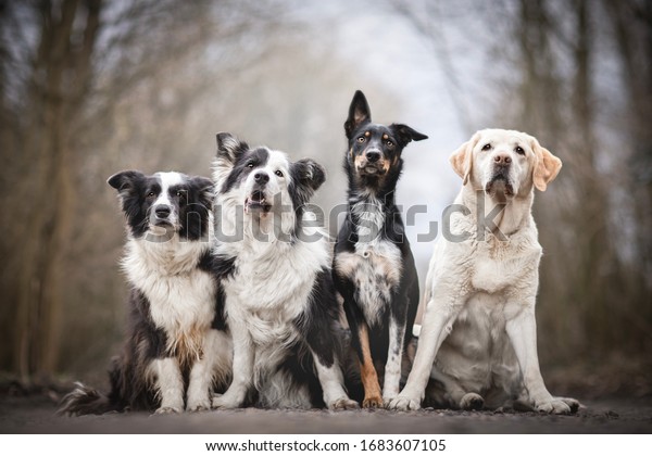 A pack of dogs (4 sitting\
dogs)