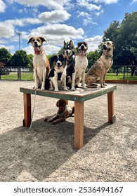 Pack of dogs posing on agility table