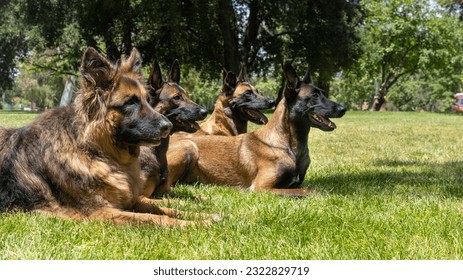 A pack of dogs posing for a picture at a park - Powered by Shutterstock