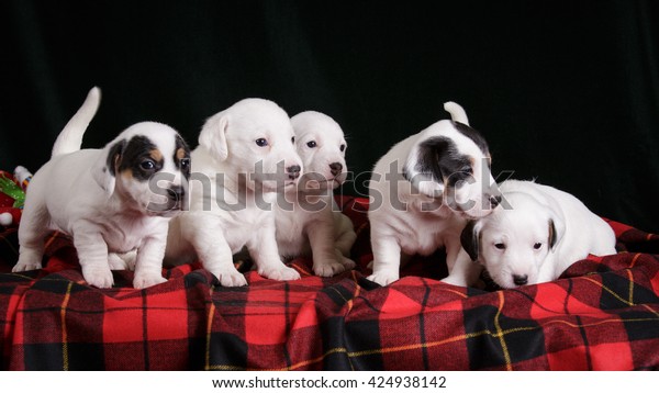 Pack Five Jack Russell Terrier Puppies Stock Photo Edit Now