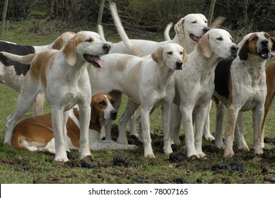 Pack Of Fox Hounds Waiting For The Hunt