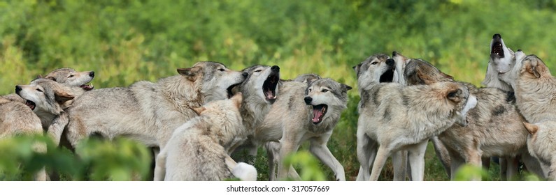 Pack Of Gray Wolf In Nature