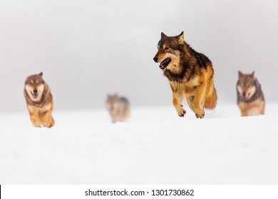 Pack Of Gray Wolves (Canis Lupus) Is Running In The Fog At The Winter Snowy Scenery