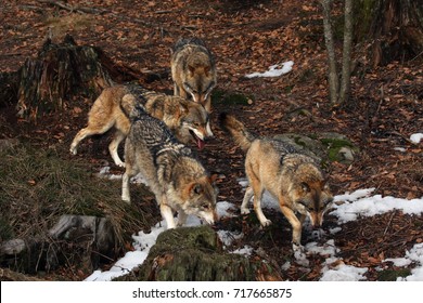 The Pack Of Gray Wolves Or Grey Wolves (Canis Lupus) Is Running In The Forest With The Rest Of Snow On The Ground