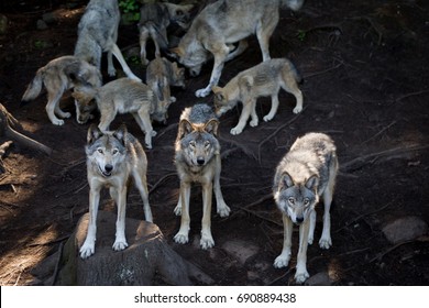 Wolf Pack Images Stock Photos Vectors Shutterstock