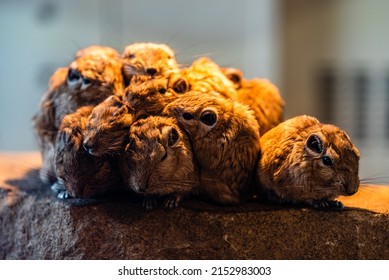 A Pack Of Gundis Or Comb Rats (family Ctenodactylidae) Warming Up Under The Light.