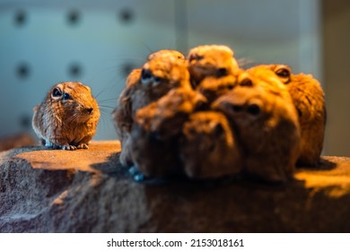 A Pack Of Gundis Or Comb Rats (family Ctenodactylidae) Warming Up Under The Light.