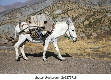 Pack Horse