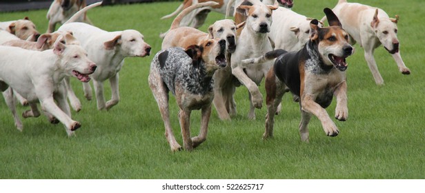 A Pack Of Hunting Hounds Chasing Across A Meadow.