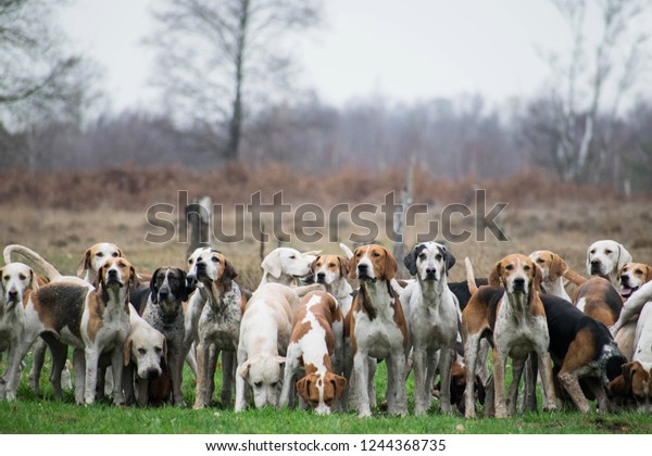 Pack of hunting hounds waiting\
in line to start the scent trail. Fox hunt scene. Netherlands,\
Dutch landscape. Dogs standing in line looking towards camera.\
