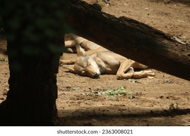Pack of Indian wolf sun bathing lying in the ground of national park.