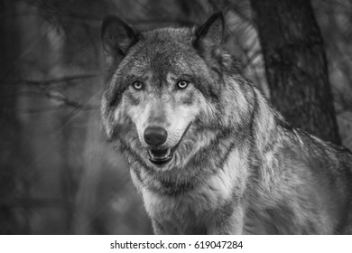 718 Wolf pack leader Images, Stock Photos & Vectors | Shutterstock