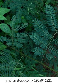 シダ植物 の画像 写真素材 ベクター画像 Shutterstock