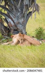 A Pack Of Lions Lead By The Queen Herself. The Lioness Protects The Pride In The Absence Of The King. 