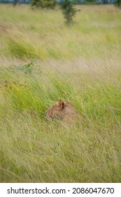 A Pack Of Lions Lead By The Queen Herself. The Lioness Protects The Pride In The Absence Of The King. 