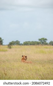 A Pack Of Lions Lead By The Queen Herself. The Lioness Protects The Pride In The Absence Of The King. 