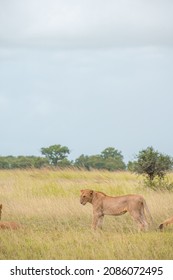 A Pack Of Lions Lead By The Queen Herself. The Lioness Protects The Pride In The Absence Of The King. 