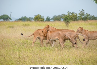 A Pack Of Lions Lead By The Queen Herself. The Lioness Protects The Pride In The Absence Of The King. 