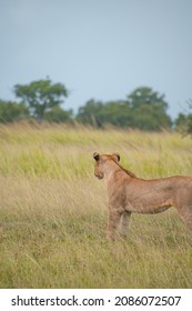 A Pack Of Lions Lead By The Queen Herself. The Lioness Protects The Pride In The Absence Of The King. 