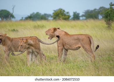 A Pack Of Lions Lead By The Queen Herself. The Lioness Protects The Pride In The Absence Of The King. 