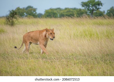 A Pack Of Lions Lead By The Queen Herself. The Lioness Protects The Pride In The Absence Of The King. 