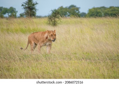 A Pack Of Lions Lead By The Queen Herself. The Lioness Protects The Pride In The Absence Of The King. 