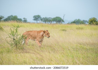 A Pack Of Lions Lead By The Queen Herself. The Lioness Protects The Pride In The Absence Of The King. 