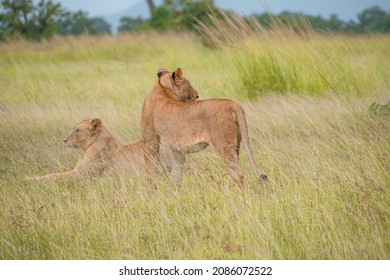 A Pack Of Lions Lead By The Queen Herself. The Lioness Protects The Pride In The Absence Of The King. 