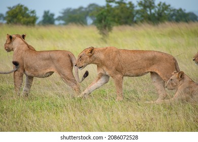 A Pack Of Lions Lead By The Queen Herself. The Lioness Protects The Pride In The Absence Of The King. 