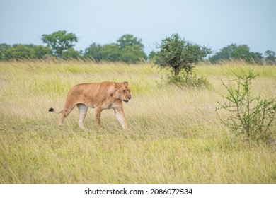 A Pack Of Lions Lead By The Queen Herself. The Lioness Protects The Pride In The Absence Of The King. 