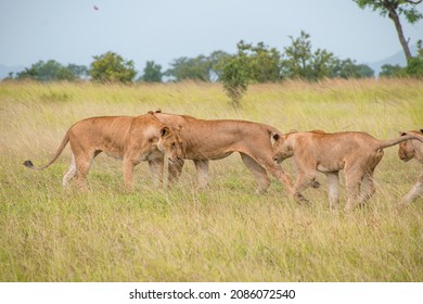 A Pack Of Lions Lead By The Queen Herself. The Lioness Protects The Pride In The Absence Of The King. 