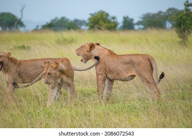 A Pack Of Lions Lead By The Queen Herself. The Lioness Protects The Pride In The Absence Of The King. 