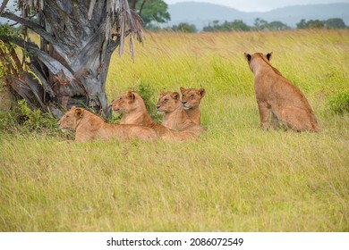 A Pack Of Lions Lead By The Queen Herself. The Lioness Protects The Pride In The Absence Of The King. 