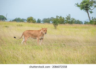 A Pack Of Lions Lead By The Queen Herself. The Lioness Protects The Pride In The Absence Of The King. 