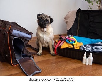 Pack of luggage for traveling with pets. Pug dog sits near dog carrier and waiting for a travel. 