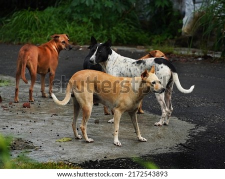 A pack of menacing stray pariah dogs in the street.                                