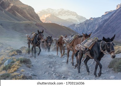 Pack Mule High Res Stock Images Shutterstock