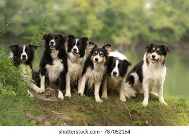 5,518 Border collie water Images, Stock Photos & Vectors | Shutterstock