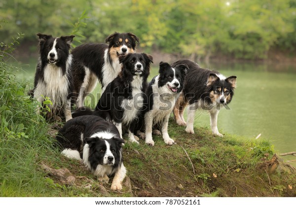 A pack of obedient dogs - Border\
Collie group in all ages from the young dog to the\
senior
