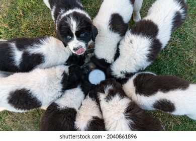 Pack Of Puppies Eating Around The Bowl. Puppies Feeding Time - All Around The Same Bowl. Lots Of Fluffy Young Puppies Spending Their Last Weeks Together Before Heading To Their Homes.