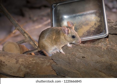 Pack Rat Sitting By Stainless Steel Food Tray On Ground